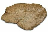 Dinosaur (Triceratops) Frill Shield Section - Wyoming #379892-1